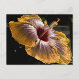 hibiscus 6 briefkaart