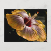 hibiscus 6 briefkaart (Voorkant)
