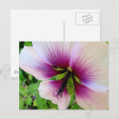 hibiscus 7 briefkaart (Voorkant / Achterkant)