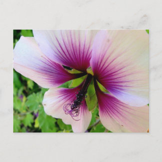hibiscus 7 briefkaart