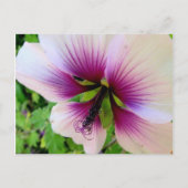 hibiscus 7 briefkaart (Voorkant)