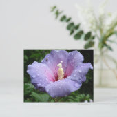 hibiscus 8 briefkaart (Staand voorkant)