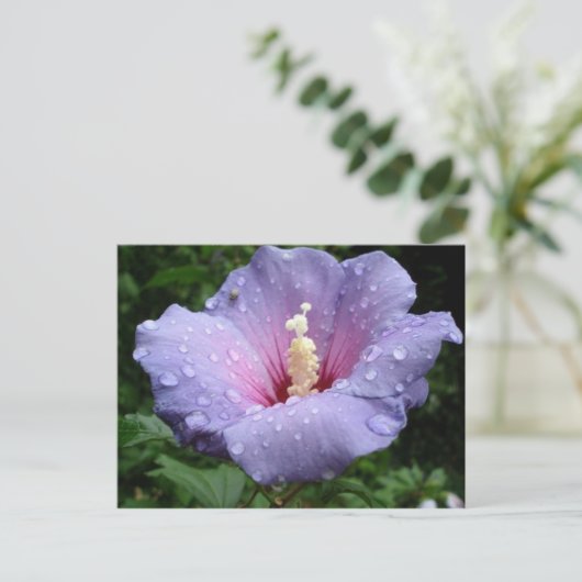 hibiscus 8 briefkaart (Staand voorkant)