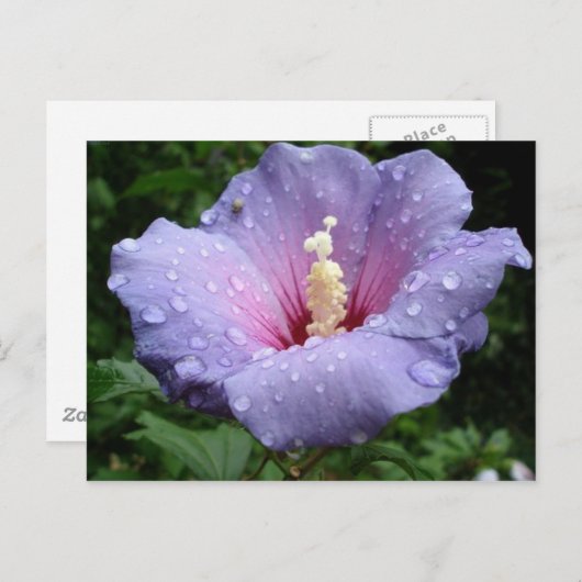 hibiscus 8 briefkaart (Voorkant / Achterkant)