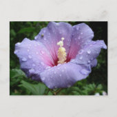 hibiscus 8 briefkaart (Voorkant)