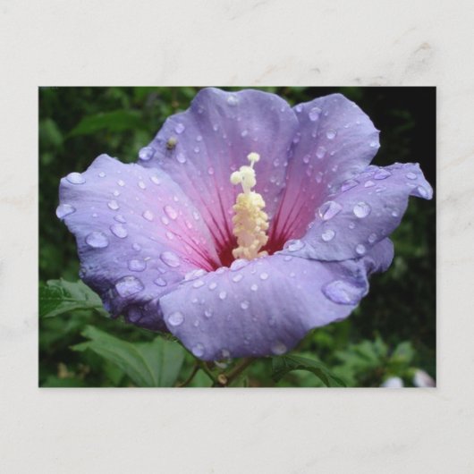 hibiscus 8 briefkaart (Voorkant)
