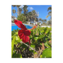 Hibiscus Ansichtkaart