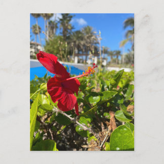 Hibiscus Ansichtkaart Briefkaart