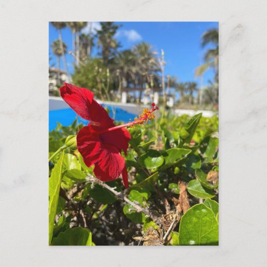 Hibiscus Ansichtkaart Briefkaart (Voorkant)