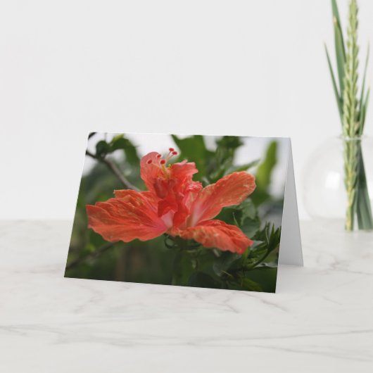 Hibiscus Bedankkaart (Voorkant)
