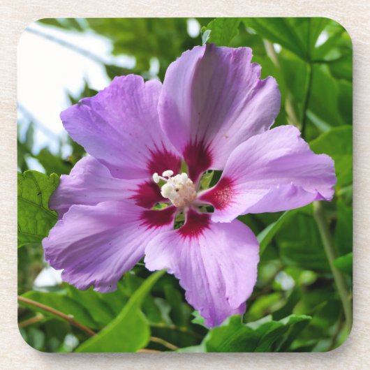 Hibiscus Bier Onderzetter (Voorkant)