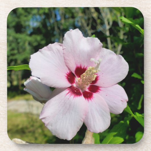 Hibiscus Bier Onderzetter (Voorkant)