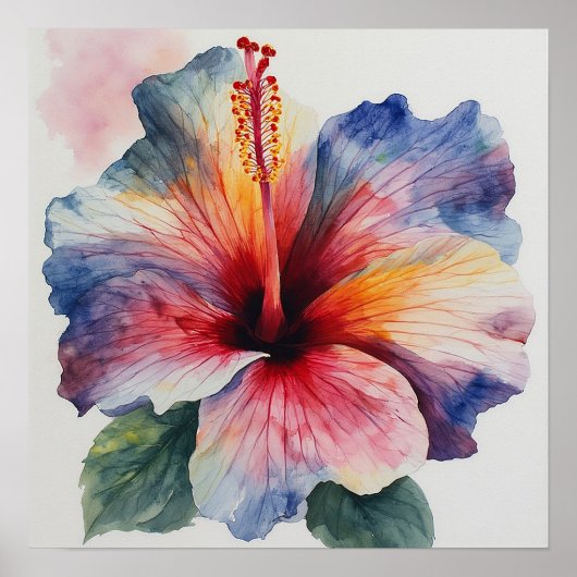 Hibiscus Bloei Poster (Voorkant)