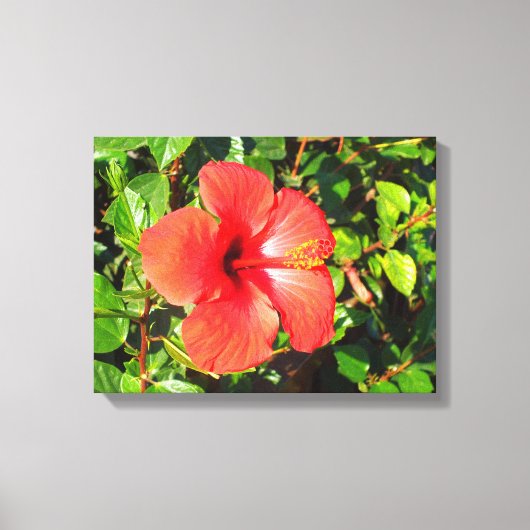 Hibiscus bloem canvas afdruk (Voorkant)