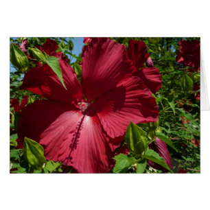 Hibiscus Bloem en Blue Sky