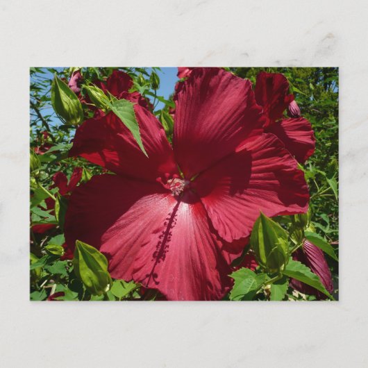 Hibiscus Bloem en Blue Sky Briefkaart (Voorkant)