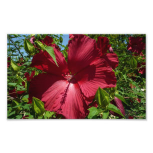 Hibiscus Bloem en Blue Sky Foto Afdruk