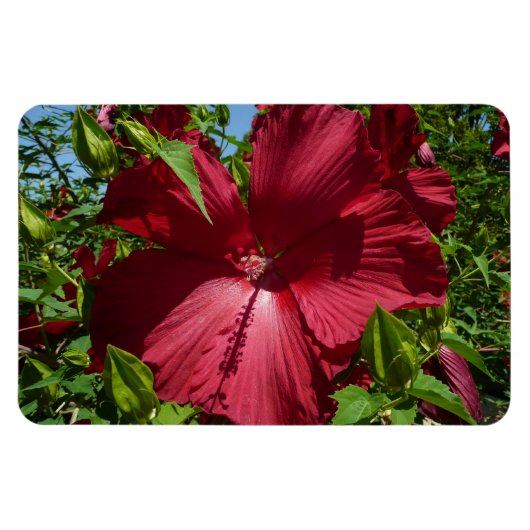 Hibiscus Bloem en Blue Sky Magneet (Horizontaal)