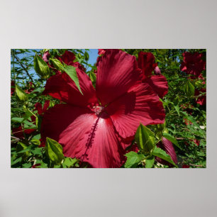 Hibiscus Bloem en Blue Sky Poster