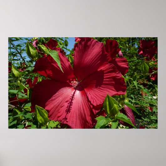 Hibiscus Bloem en Blue Sky Poster (Voorkant)