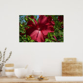 Hibiscus Bloem en Blue Sky Poster (Keuken)