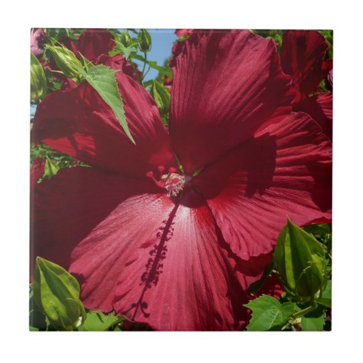 Hibiscus Bloem en Blue Sky Tegeltje (Voorkant)