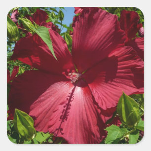Hibiscus Bloem en Blue Sky Vierkante Sticker