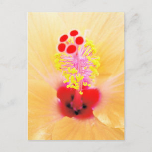 Hibiscus Bloem Foto Briefkaart