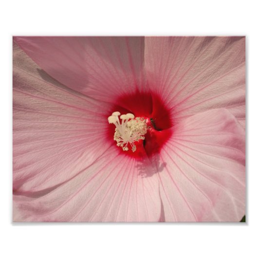 Hibiscus Bloem Foto Kodak Professional Print Afdruk (Voorkant)
