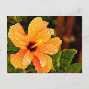 Hibiscus Bloem Fotografie Briefkaart