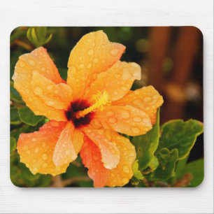 Hibiscus Bloem Fotografie Muismat