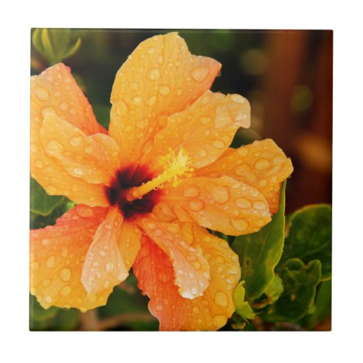 Hibiscus Bloem Fotografie Tegeltje (Voorkant)