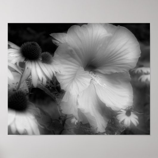 Hibiscus bloem hoog contrast zwart en wit poster (Voorkant)