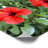 Hibiscus bloemen poster (Hoek)