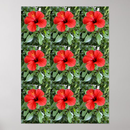 Hibiscus bloemen poster (Voorkant)