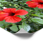 Hibiscus bloemen poster (Hoek)