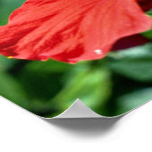 Hibiscus bloemen poster (Hoek)
