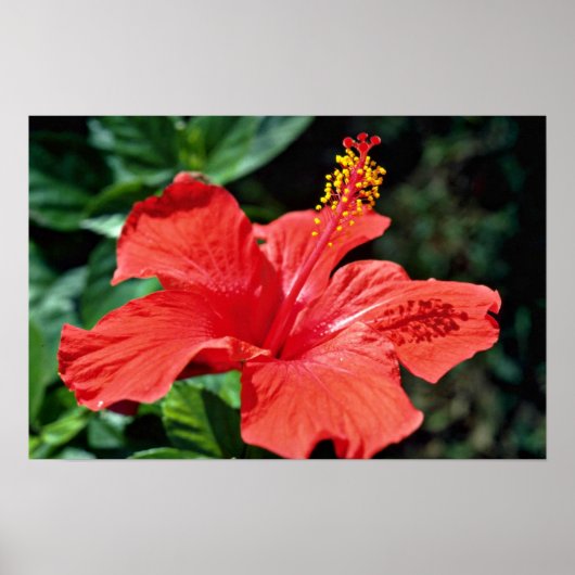 Hibiscus bloemen poster (Voorkant)