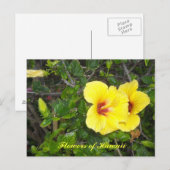 Hibiscus Bloemen van Hawaï Briefkaart (Voorkant / Achterkant)