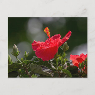 Hibiscus bloesems en buidel briefkaart