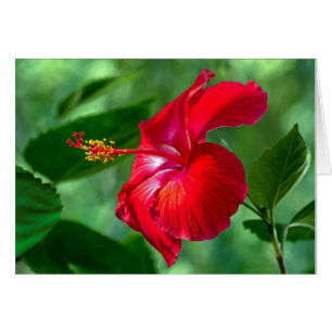 Hibiscus Blossom