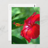 Hibiscus Blossom Briefkaart (Voorkant / Achterkant)