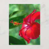 Hibiscus Blossom Briefkaart (Voorkant)