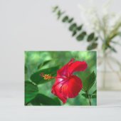 Hibiscus Blossom Briefkaart (Staand voorkant)