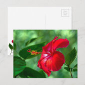 Hibiscus Blossom Briefkaart (Voorkant / Achterkant)