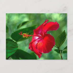 Hibiscus Blossom Briefkaart