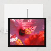 Hibiscus Blossom Briefkaart (Voorkant / Achterkant)