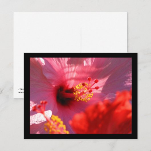 Hibiscus Blossom Briefkaart (Voorkant / Achterkant)