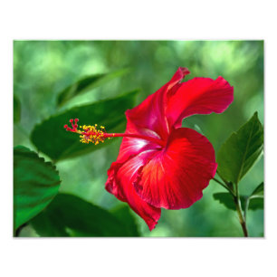 Hibiscus Blossom Foto Afdruk
