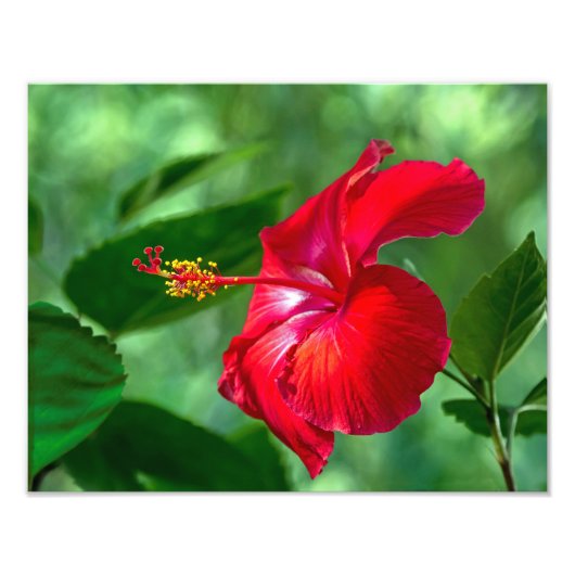 Hibiscus Blossom Foto Afdruk (Voorkant)